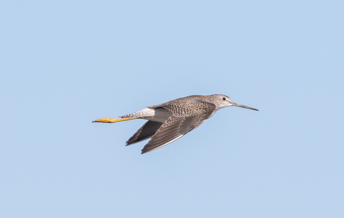 Greater Yellowlegs - ML614266378