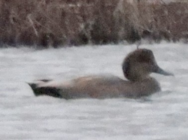 Gadwall - ML614266404