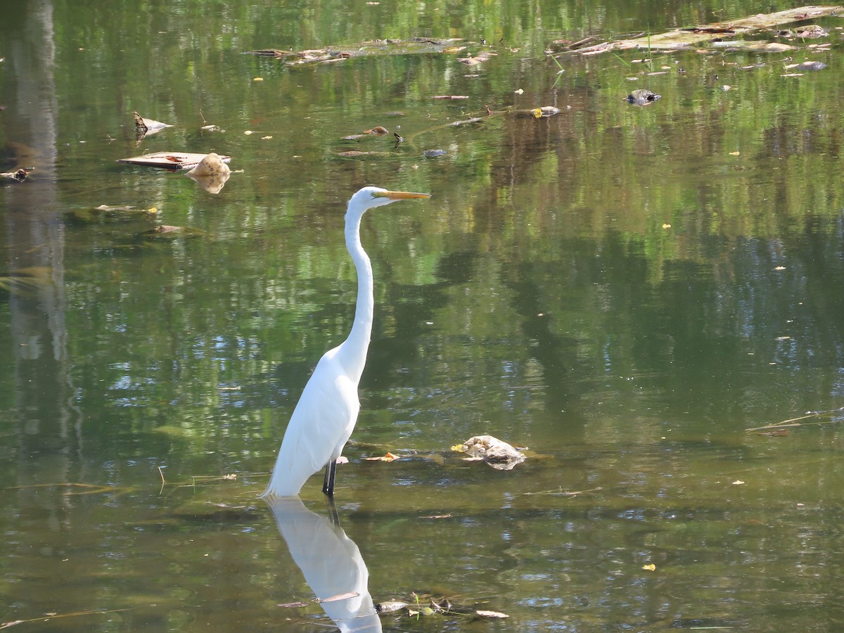 Great Egret - ML614266406