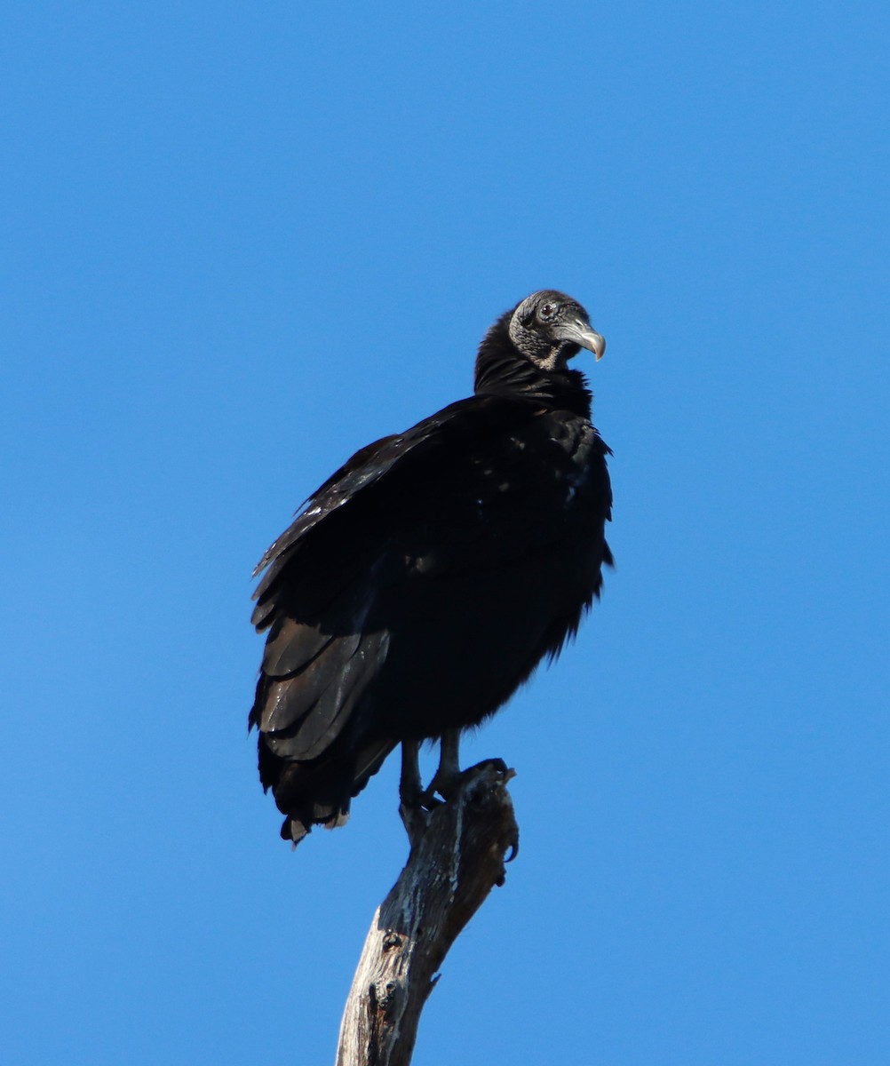 Black Vulture - ML614266431