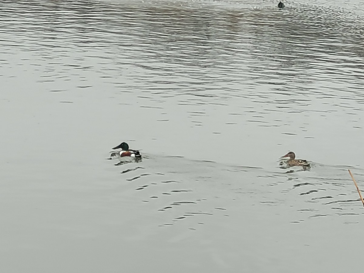 Northern Shoveler - ML614266518