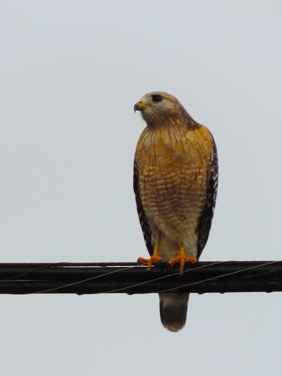 Red-shouldered Hawk - Kathryn Hyndman