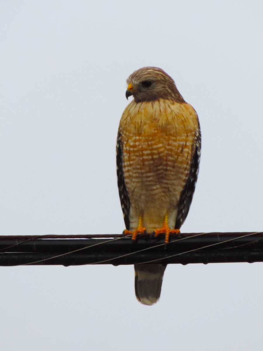 Red-shouldered Hawk - Kathryn Hyndman