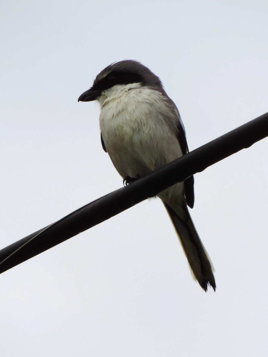 Loggerhead Shrike - Kathryn Hyndman