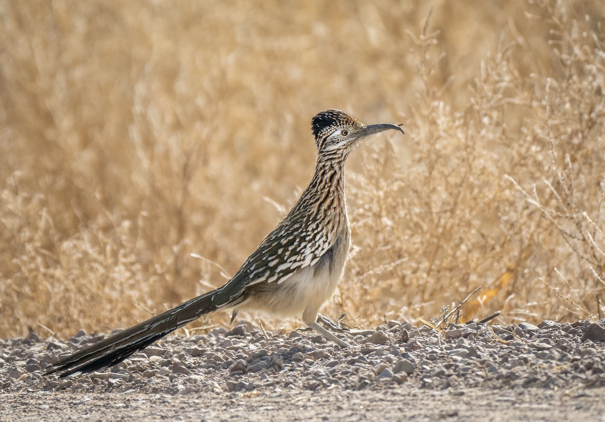 Greater Roadrunner - Kathy Bargar