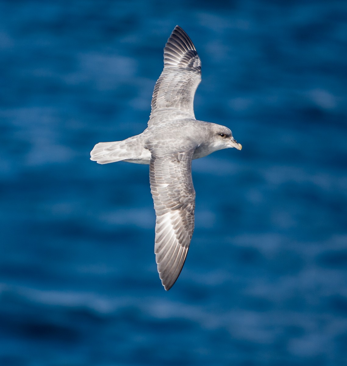 Northern Fulmar - ML614266653