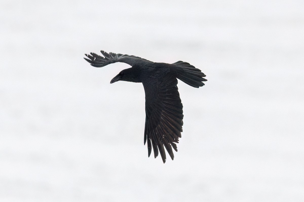 Common Raven - Brian McGee