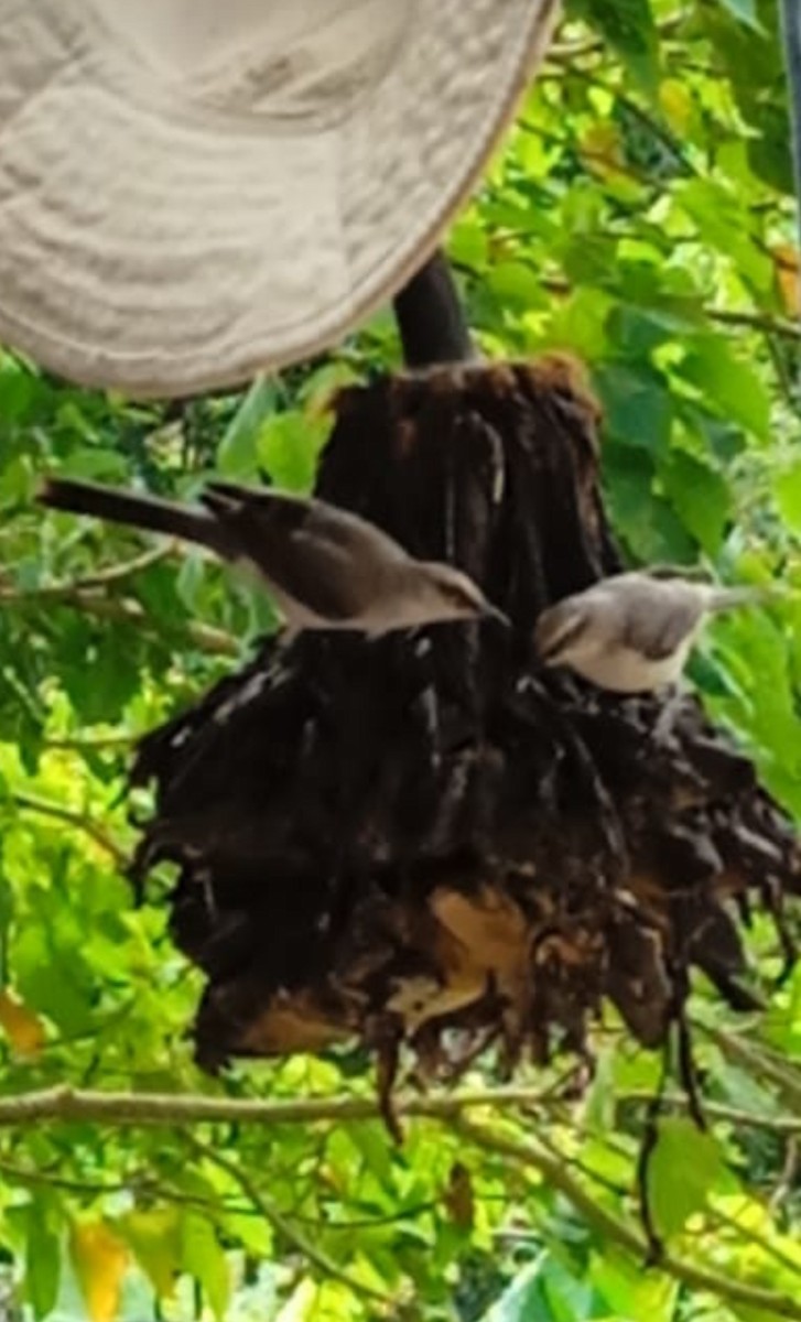 drozdec tropický - ML614266676