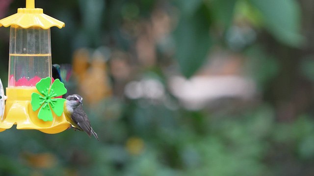 Sucrier à ventre jaune - ML614266680