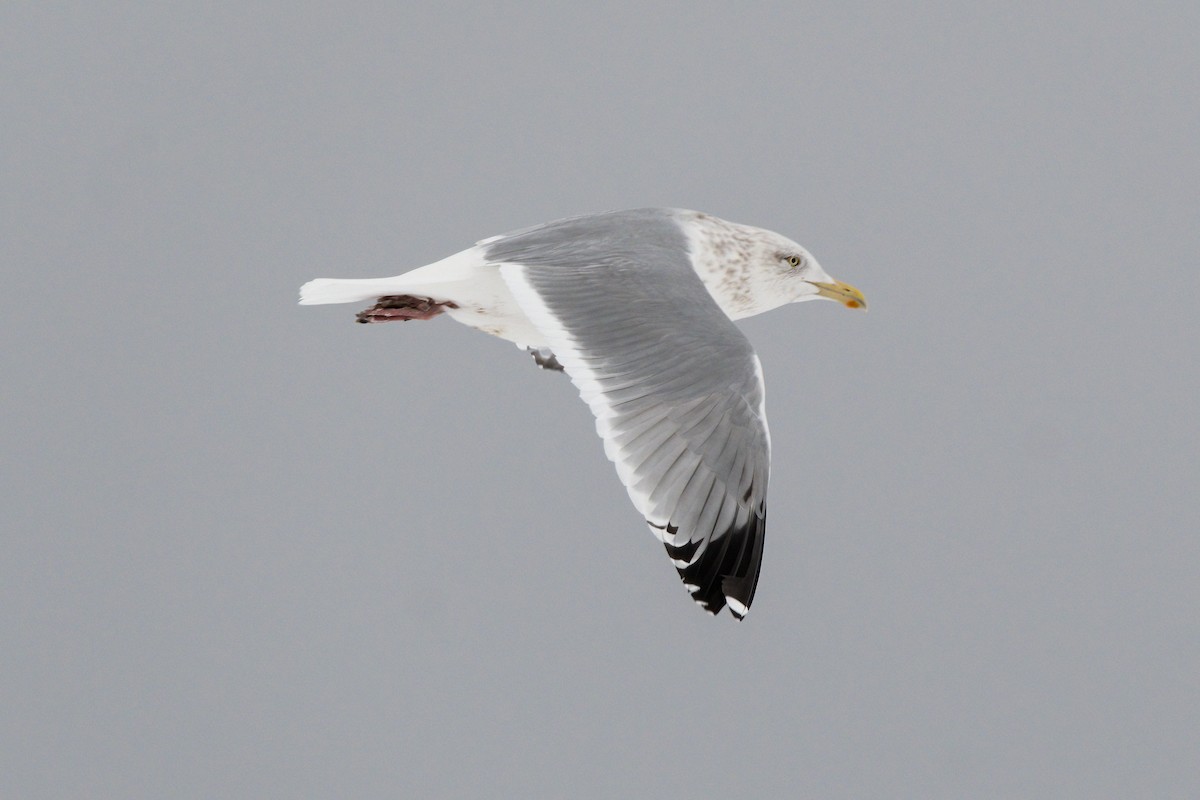 Gaviota Argéntea - ML614266689