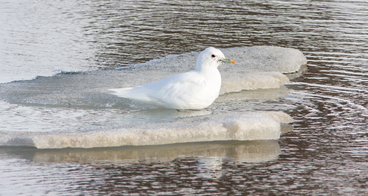 Ivory Gull - ML614266730