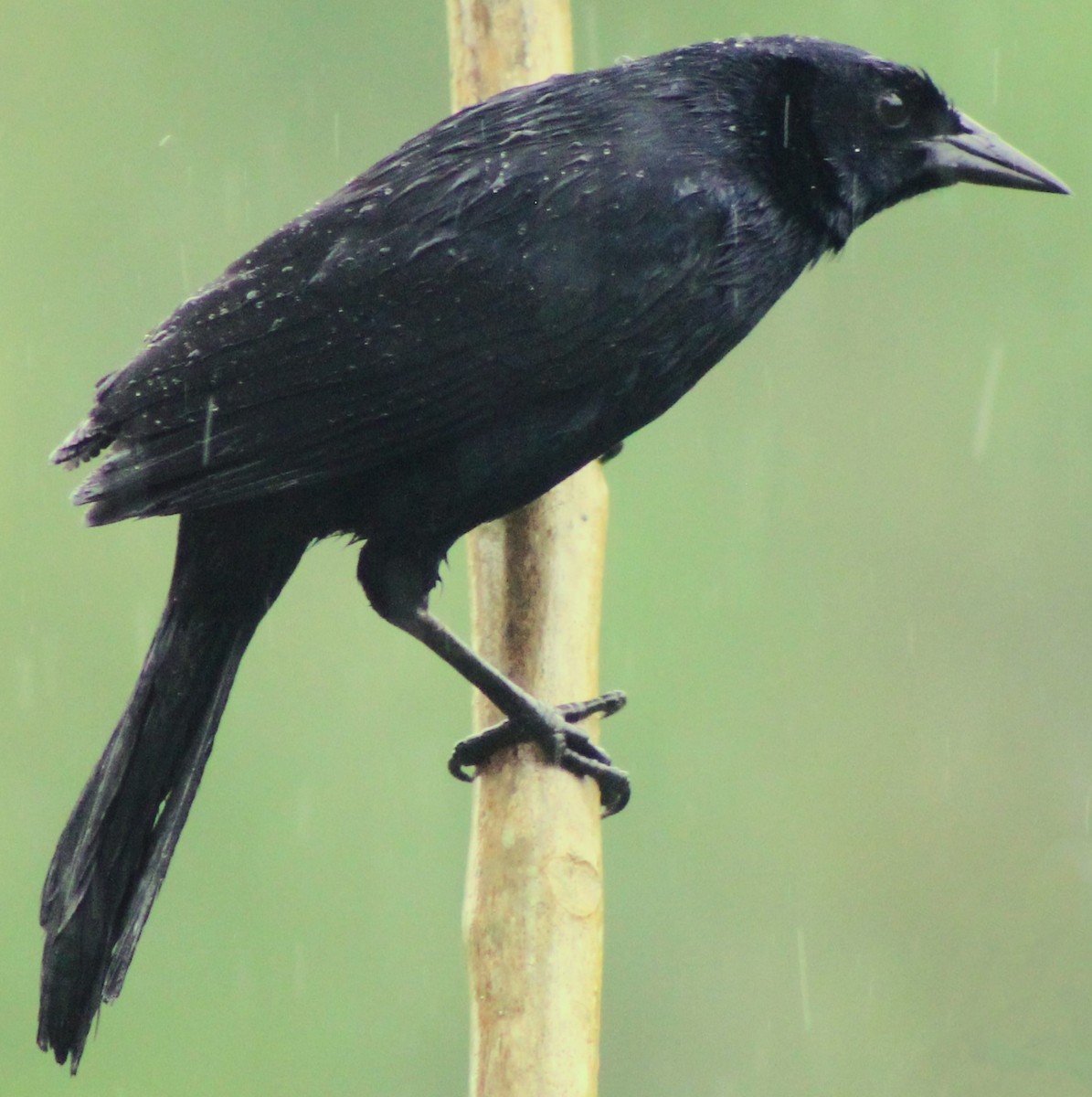 Melodious Blackbird - ML614266763