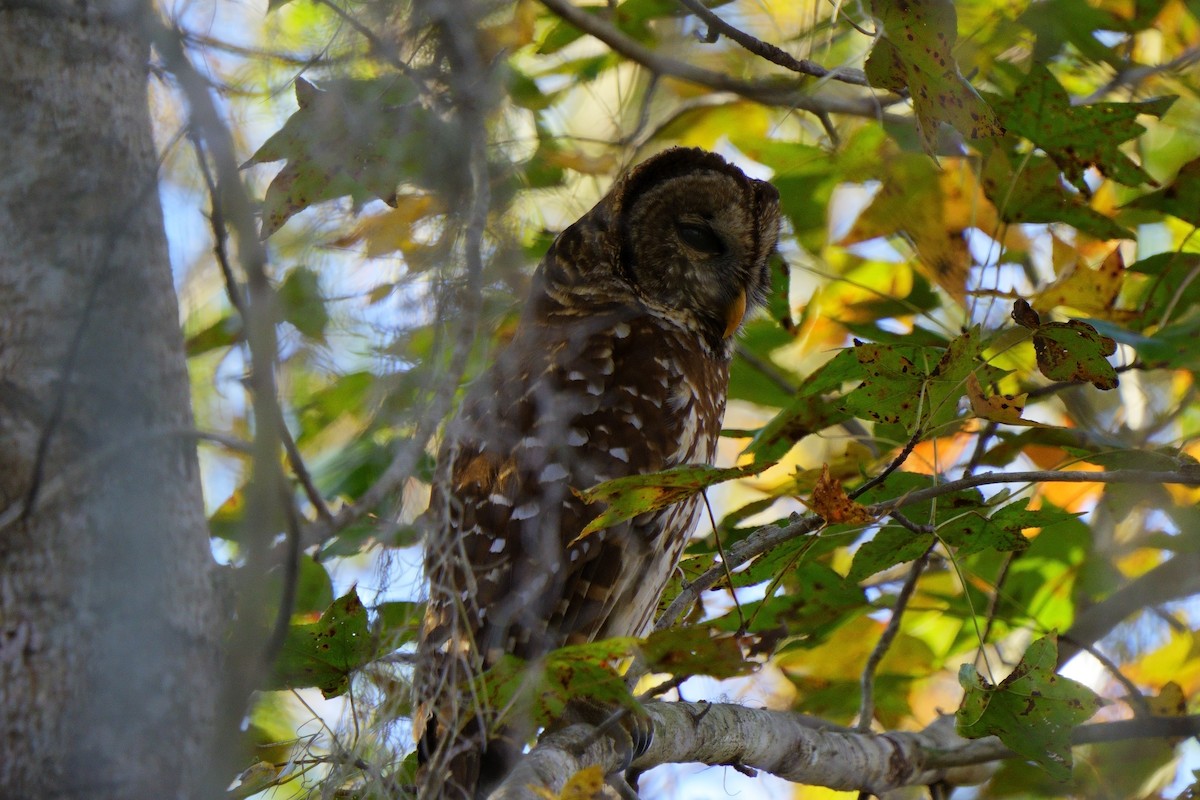 Barred Owl - ML614266891