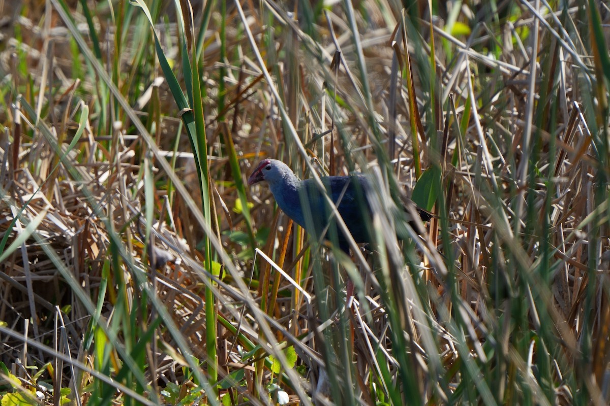 Gray-headed Swamphen - ML614266930