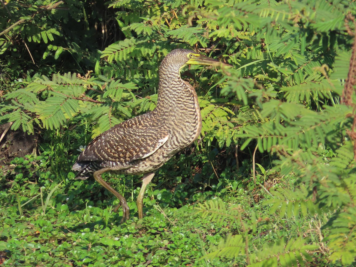 Bare-throated Tiger-Heron - ML614266957