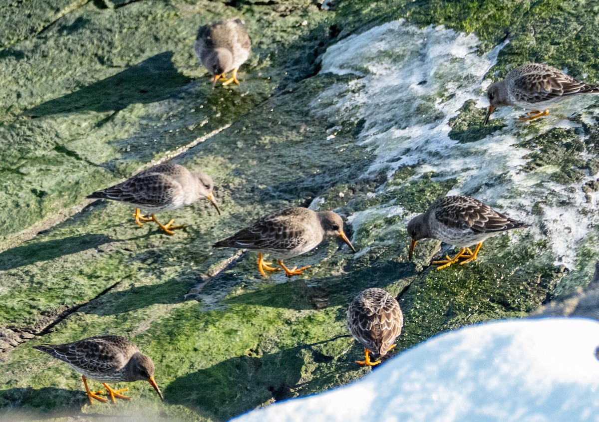 Purple Sandpiper - ML614267089