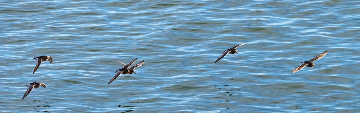 Purple Sandpiper - ML614267091