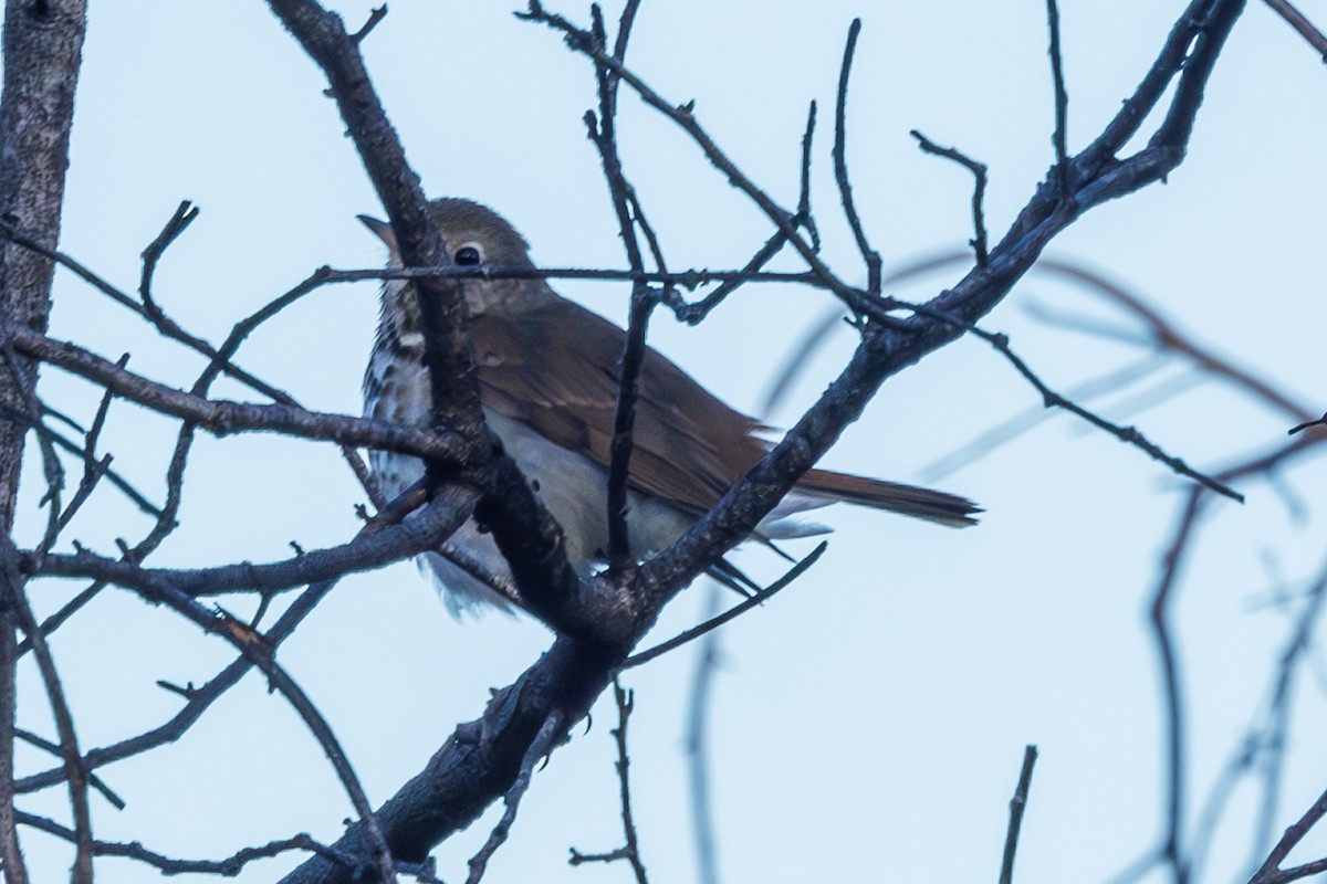 Hermit Thrush - Rick Davis