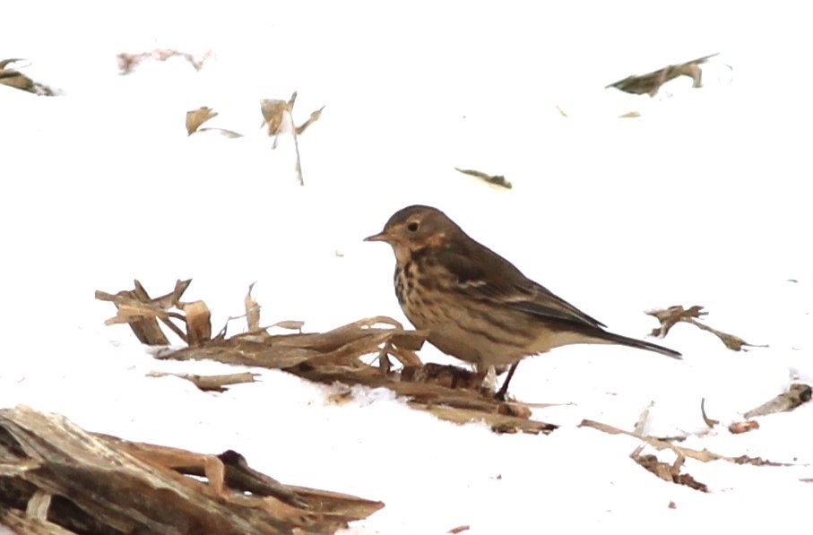 American Pipit - ML614267185