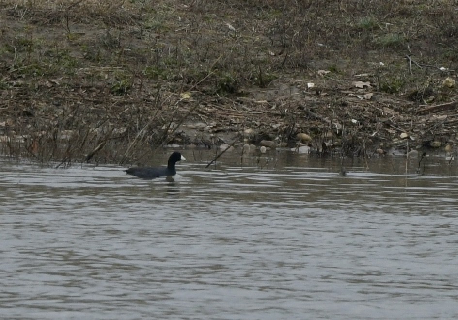 American Coot - ML614267208