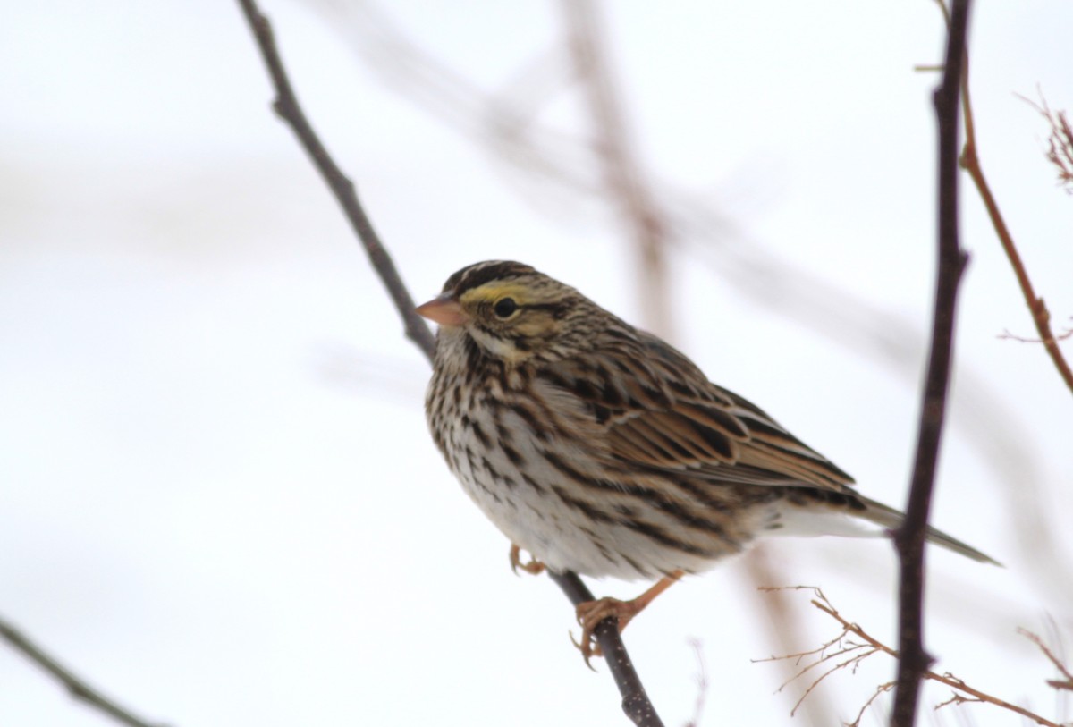 Savannah Sparrow - ML614267211