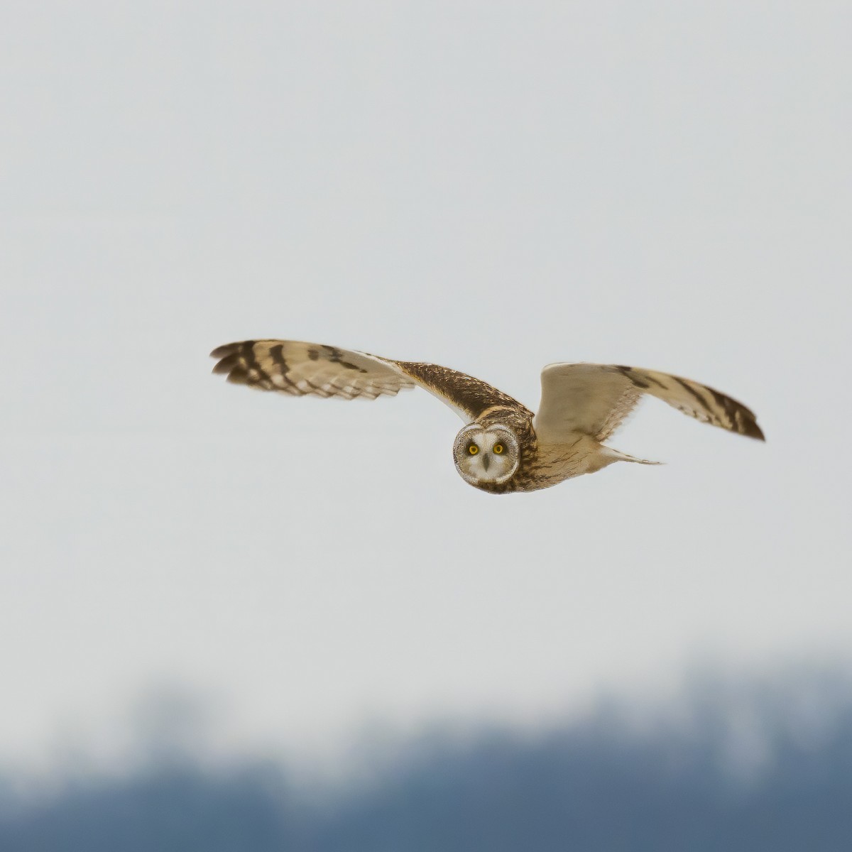 Short-eared Owl - ML614267258