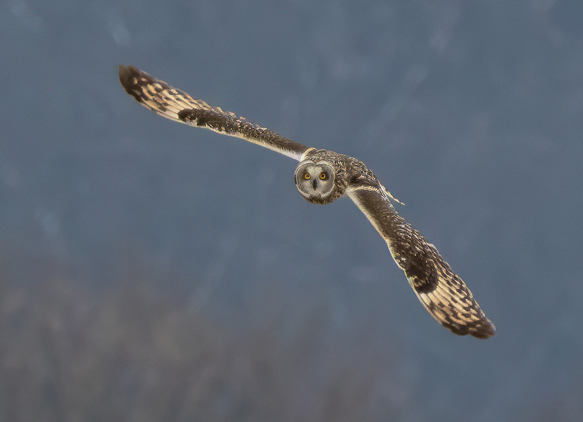 Short-eared Owl - Robert Reynolds