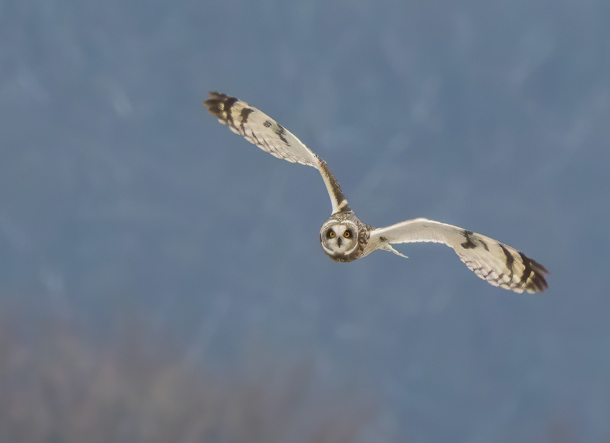 Short-eared Owl - Robert Reynolds