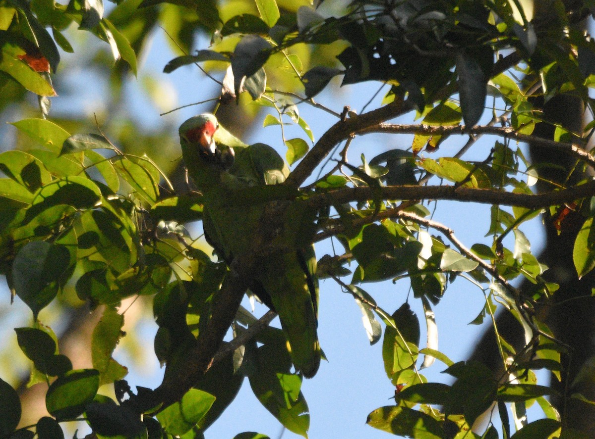 Red-lored Parrot - Tucker T