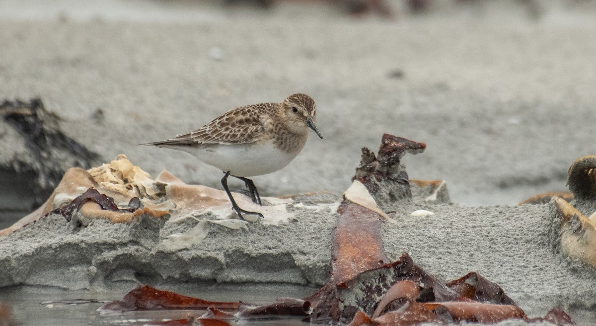 Baird's Sandpiper - ML614267404