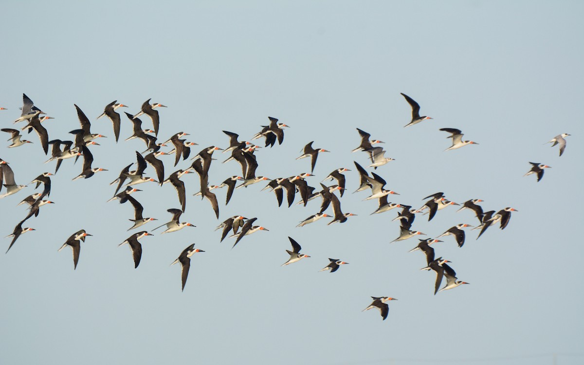 Black Skimmer - ML614267438