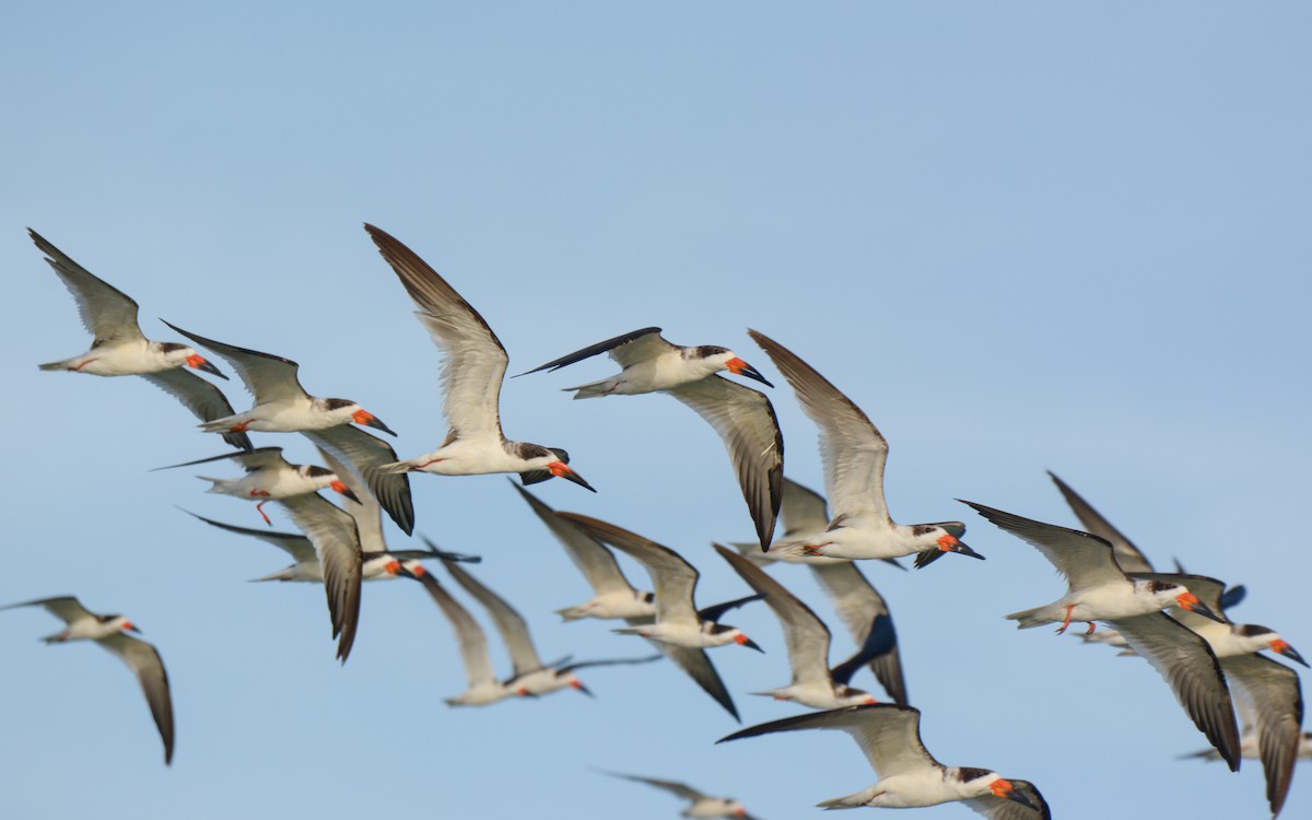 Black Skimmer - ML614267439