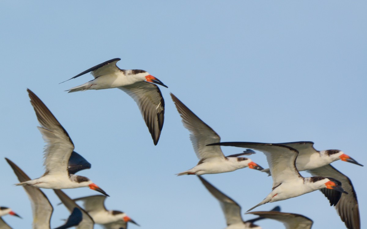 Black Skimmer - ML614267440