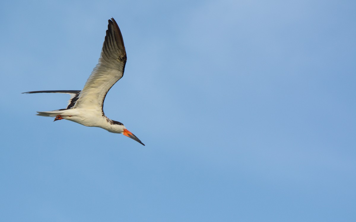 Black Skimmer - ML614267442