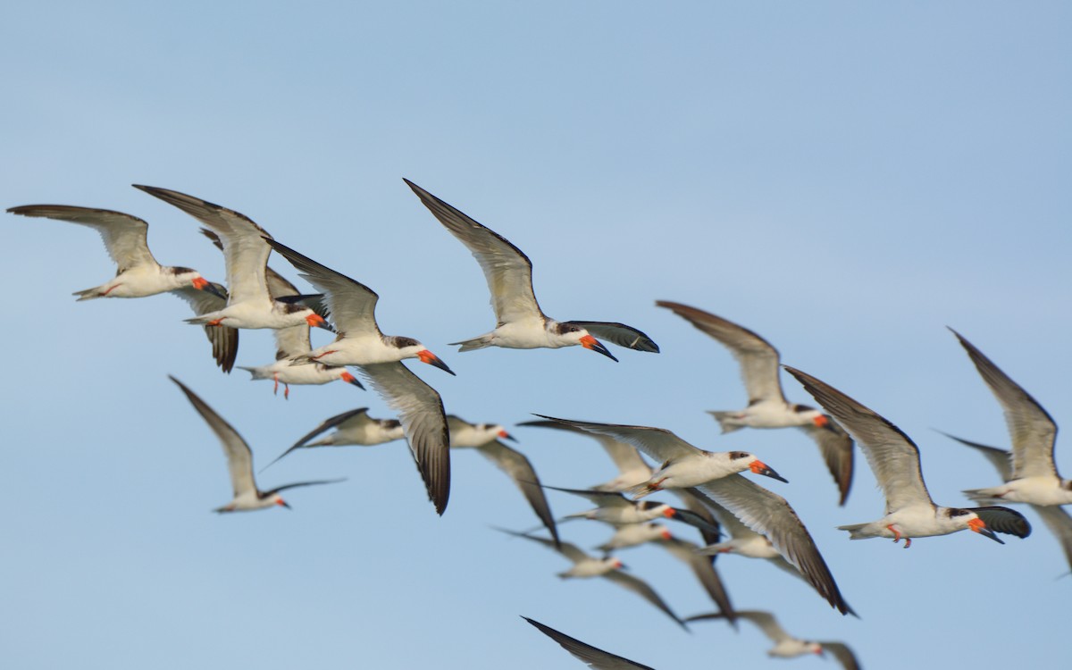 Black Skimmer - Luis Trinchan