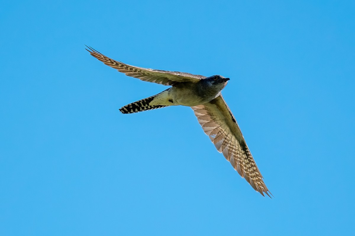 Pallid Cuckoo - ML614267468