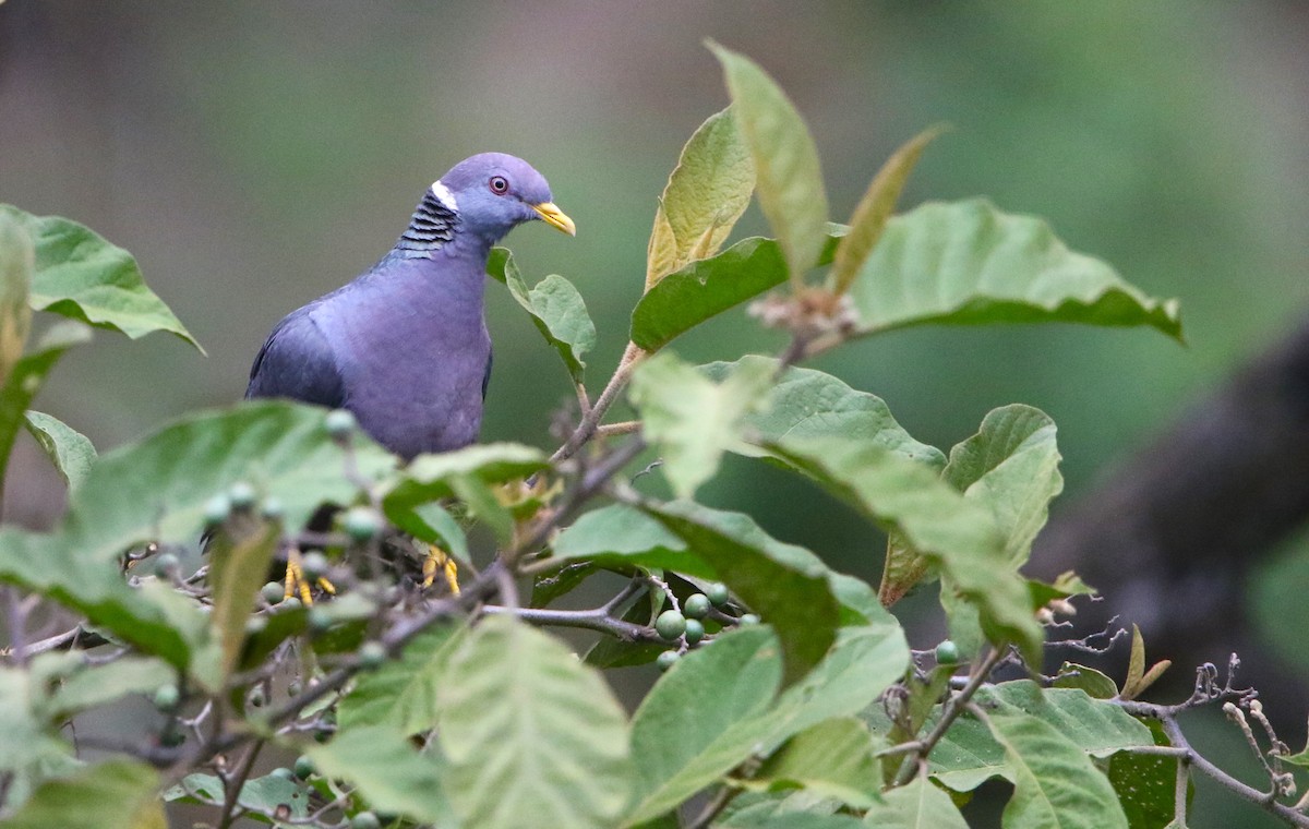 Band-tailed Pigeon - Daniel Lebbin