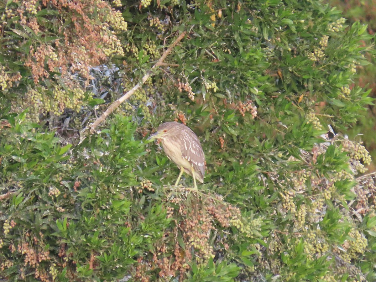 Black-crowned Night Heron - ML614267517