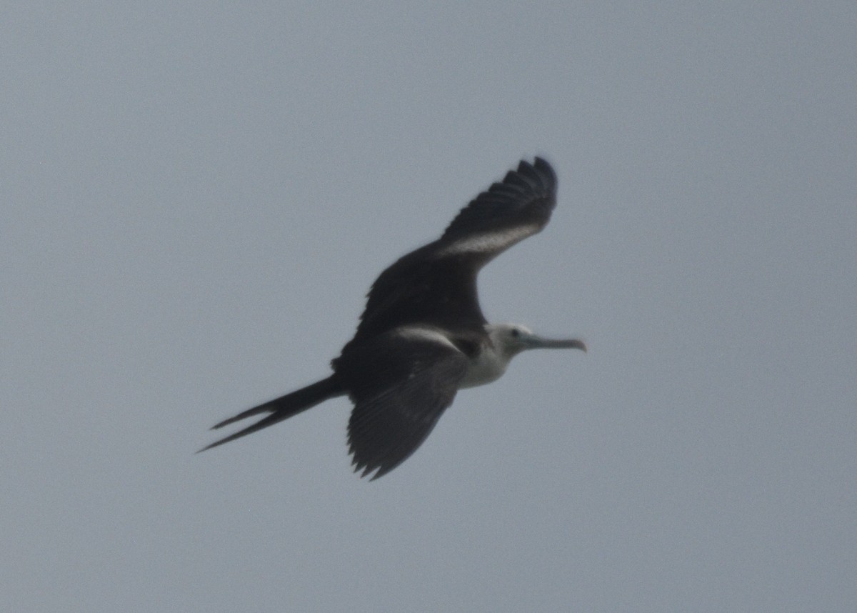 Magnificent Frigatebird - ML614267569