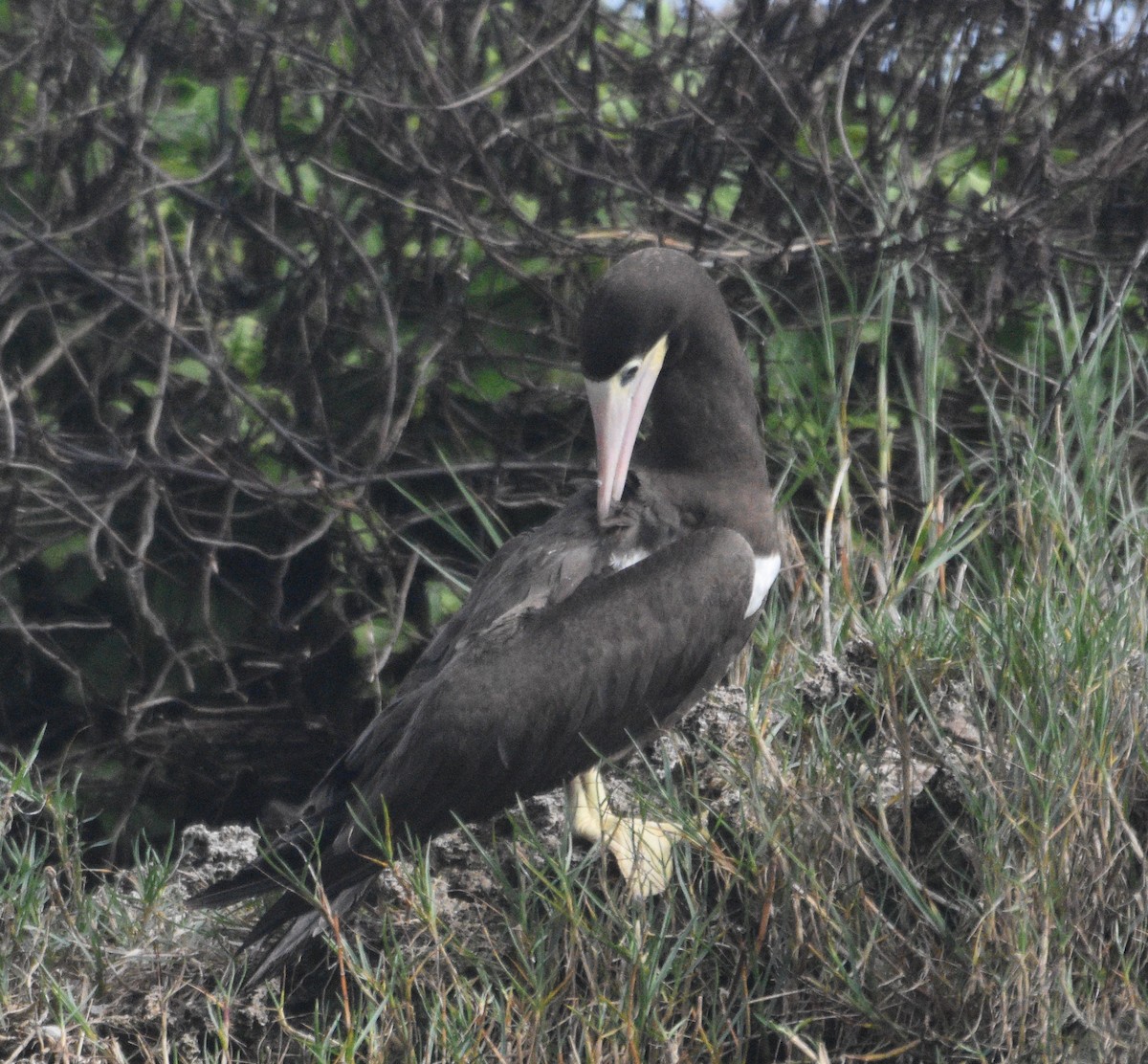 Piquero Pardo - ML614267611