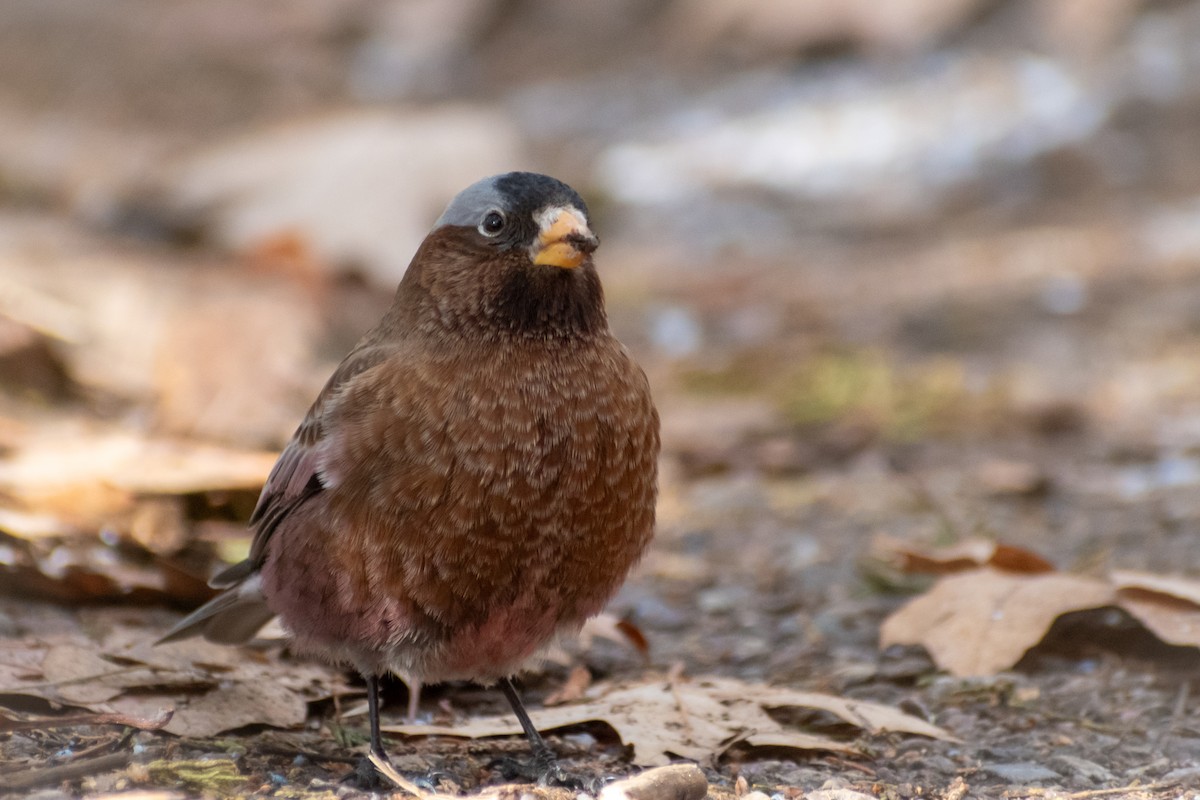 Gray-crowned Rosy-Finch (Gray-crowned) - Eric Konkol