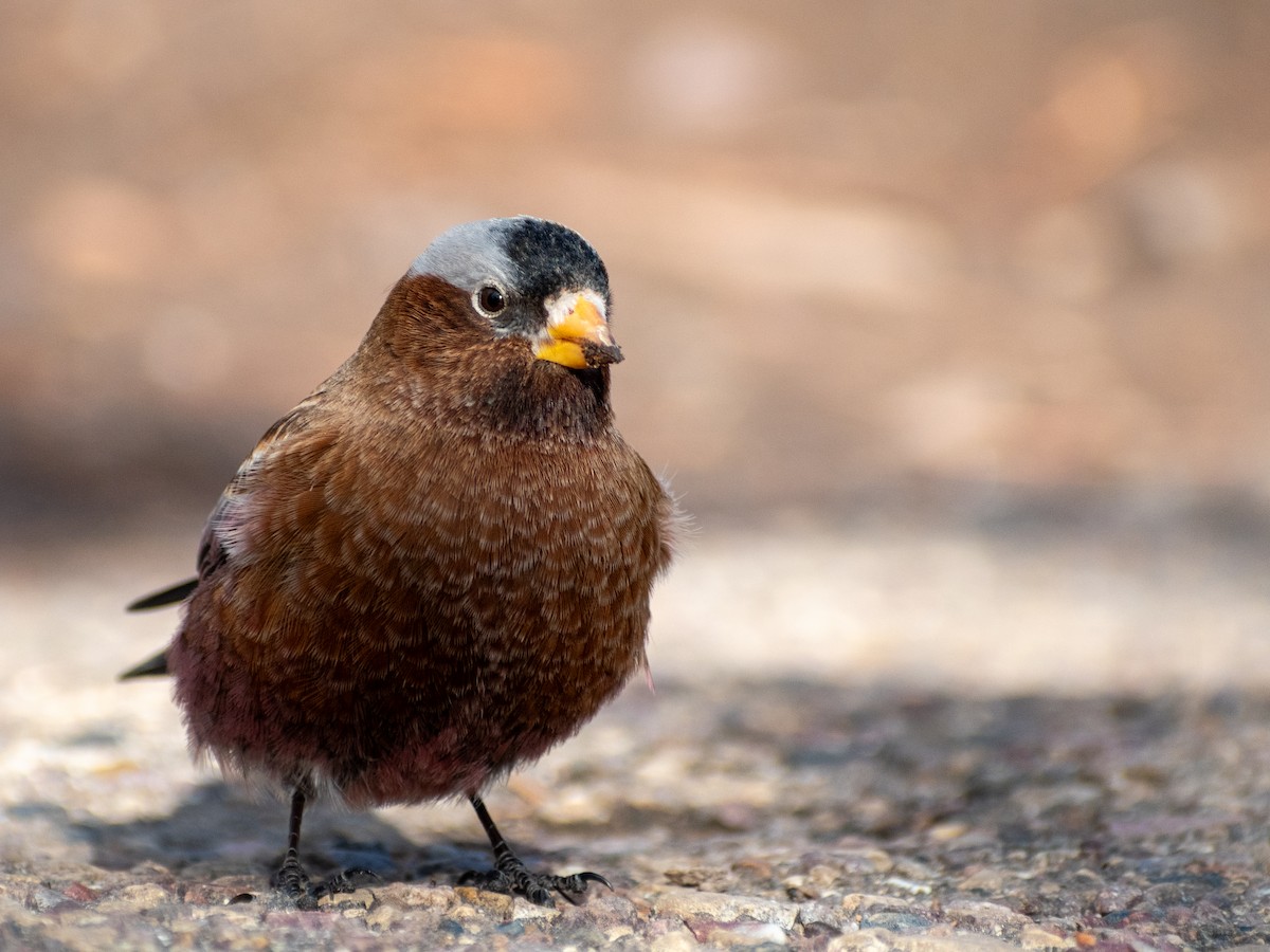 Gray-crowned Rosy-Finch (Gray-crowned) - Eric Konkol