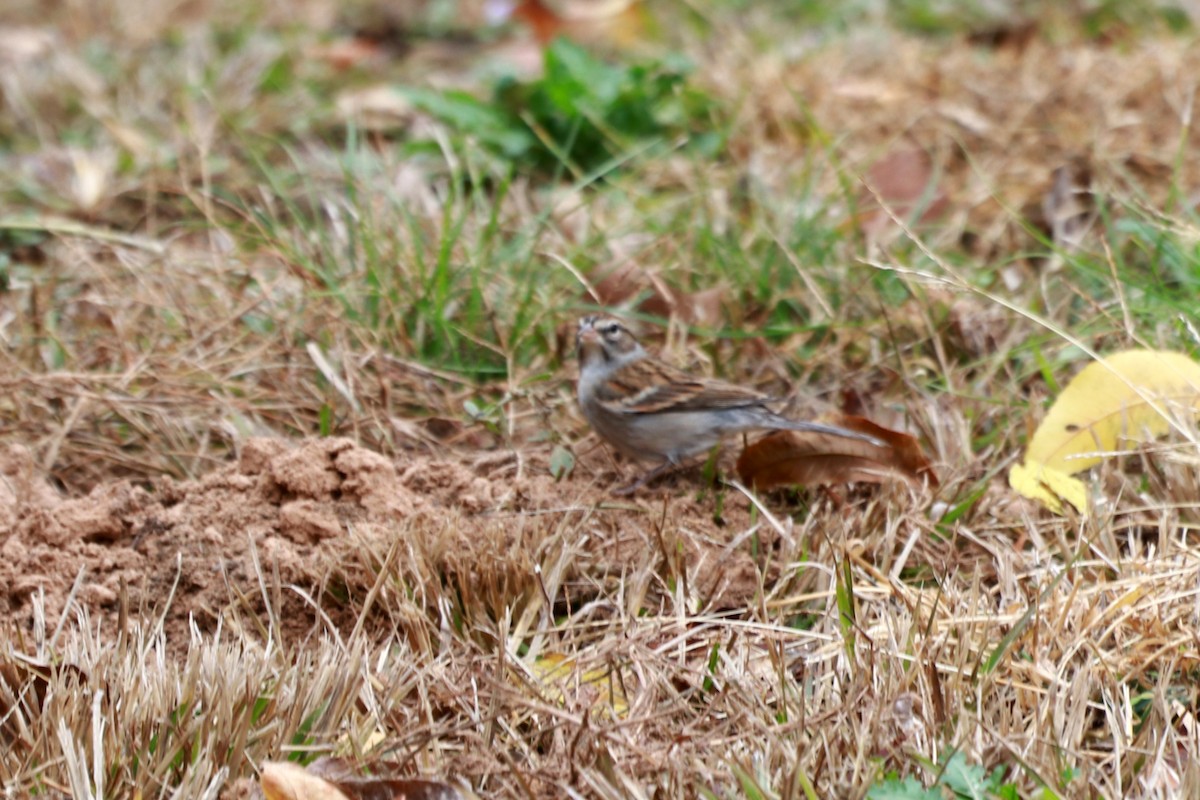 Vesper Sparrow - ML614267729