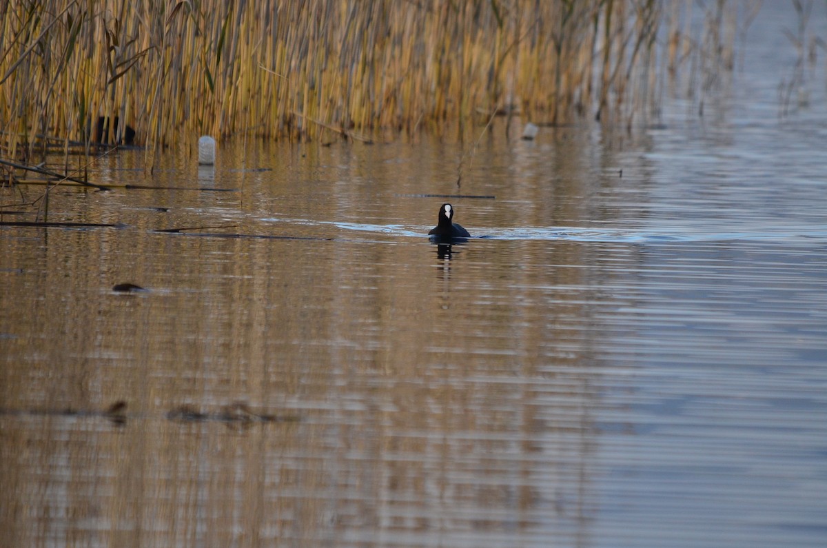 Eurasian Coot - ML614267738