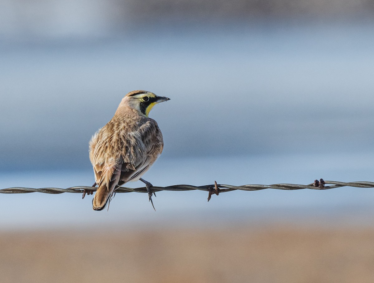 Horned Lark - Isaac Ho