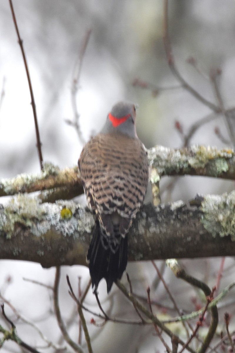 Northern Flicker (Yellow-shafted) - ML614267745
