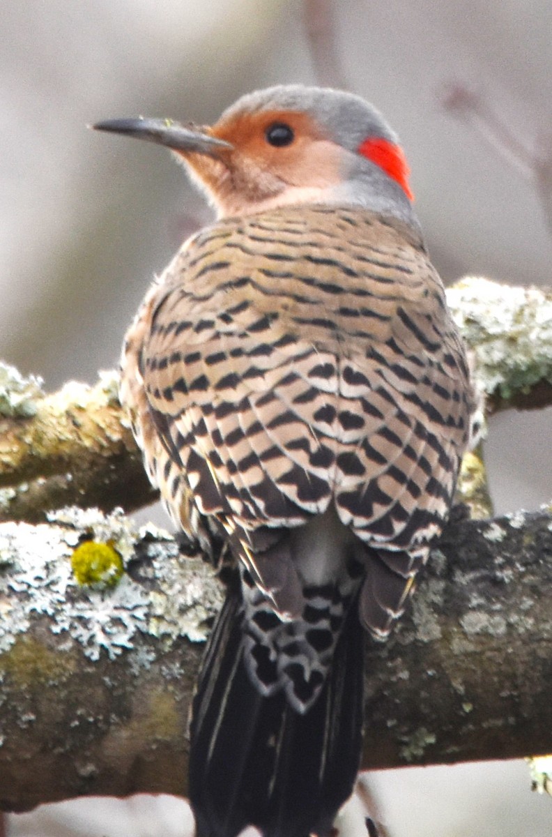 Northern Flicker (Yellow-shafted) - ML614267748