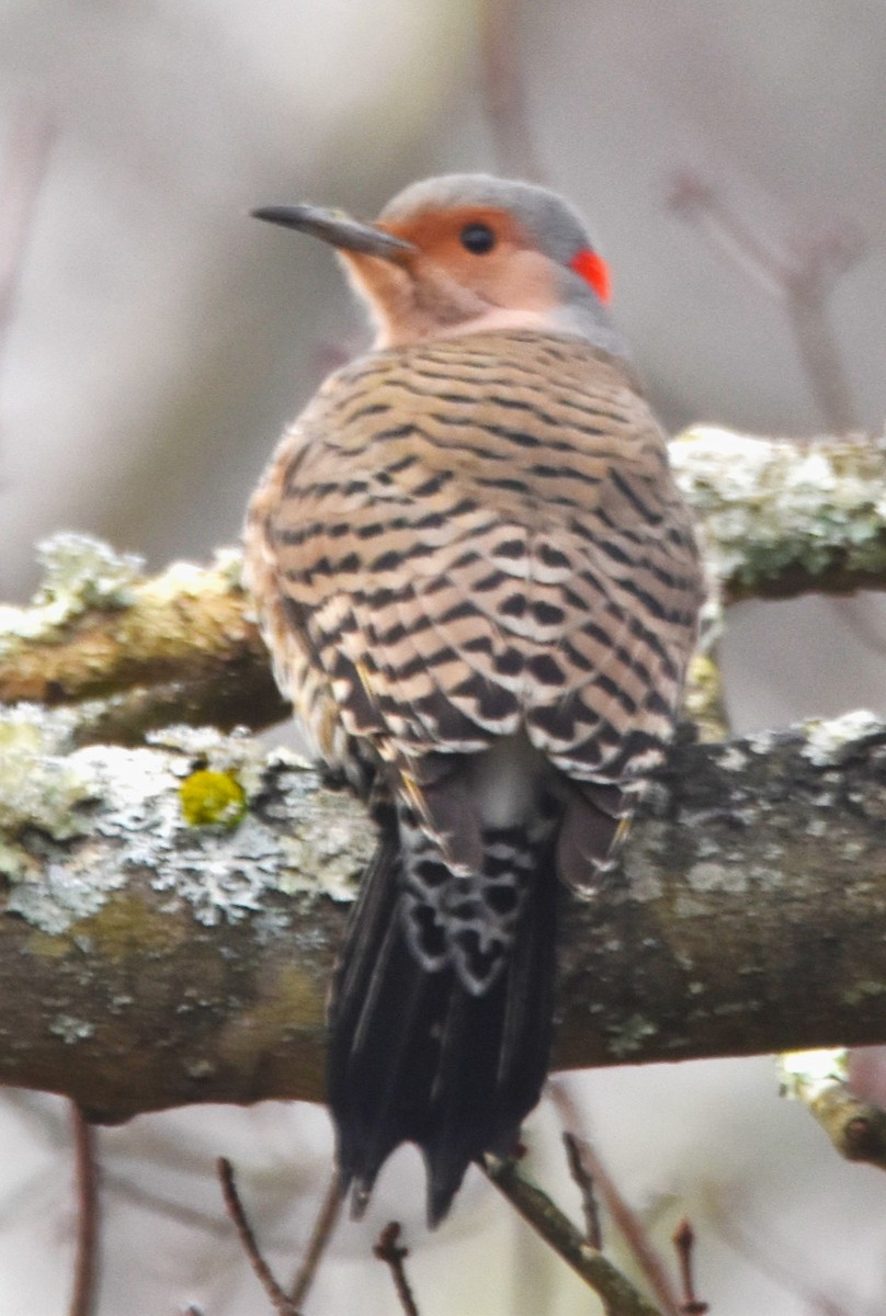 Northern Flicker (Yellow-shafted) - ML614267753