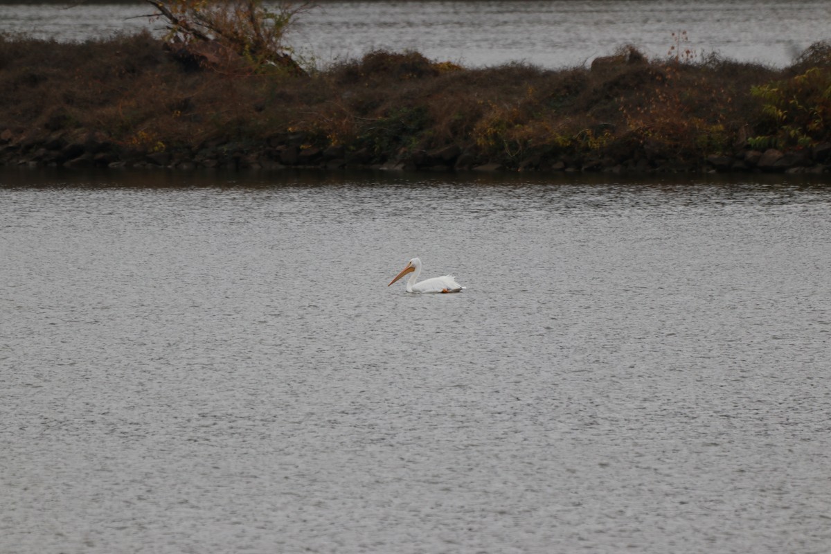 American White Pelican - Jamie Krupka