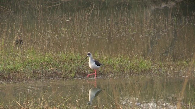 Échasse blanche - ML614267770